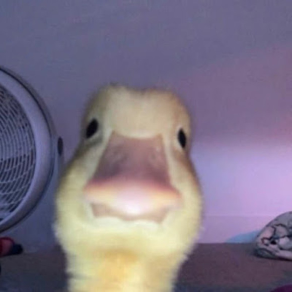 Meet your Posher, Miguel - Picture 1 of 1